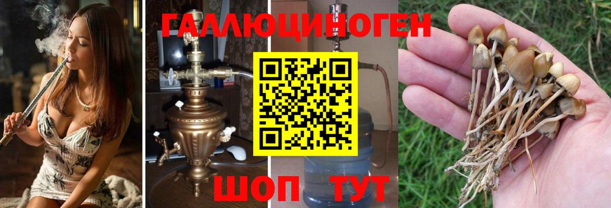 Псилоцибиновые грибы MAGIC MUSHROOMS  Галлюциногенные грибы Psilocybe  Жуковский  Вход с VPN 